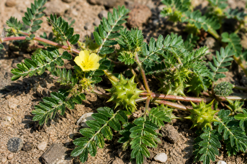 Ragužė (Tribulus terrestris): kodėl šis augalas taip dažnai sutinkamas vyrams skirtuose papilduose?