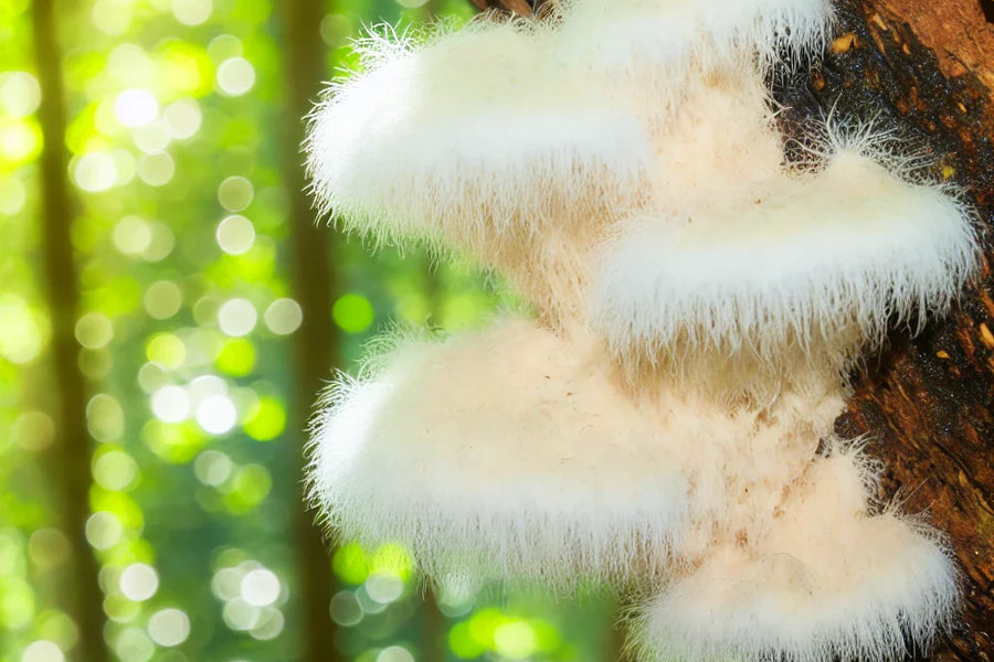 Lion's Mane: Super Grybas Jūsų Sveikatai ir Energija.