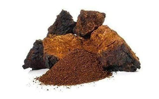 ČAGA- chaga, Beržo juodgrybis (Inonotus obliquus)