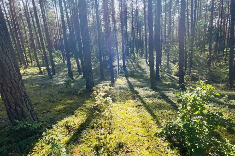 DABAR svarbiausias darbas-  IMUNITETAS.