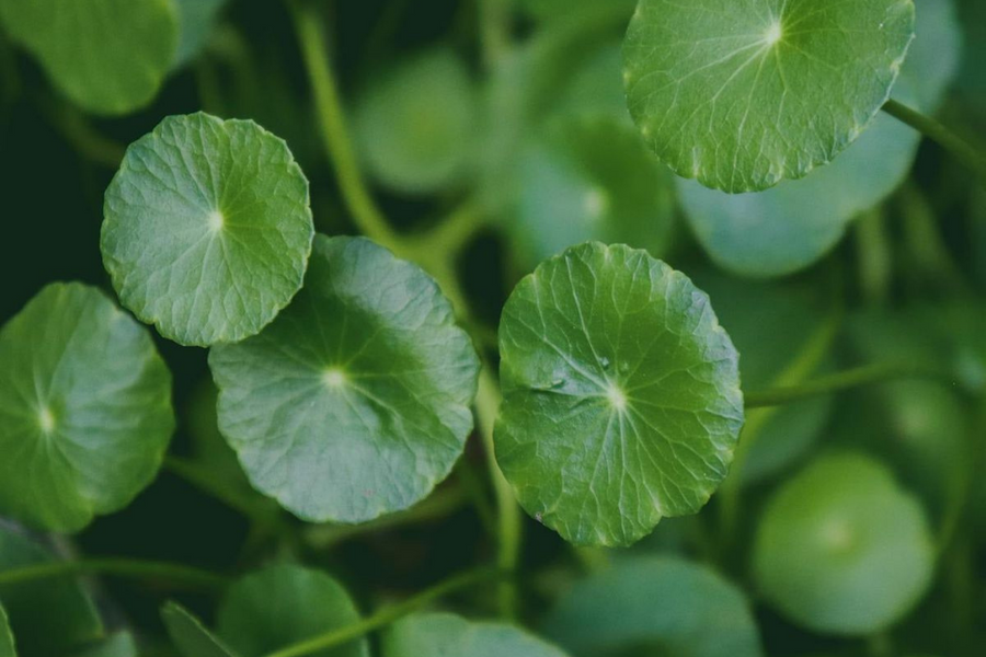 Azijinė centelė (Gotu Kola): senovinis augalas šiuolaikinio žmogaus rutinai