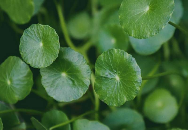 Azijinė centelė (Gotu Kola): senovinis augalas šiuolaikinio žmogaus rutinai