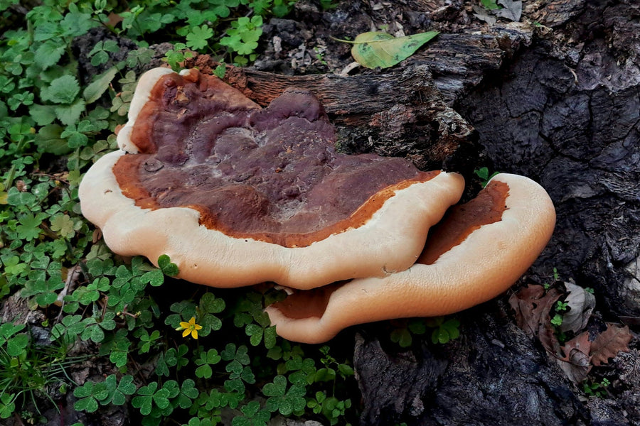 Kas yra reishi grybas?