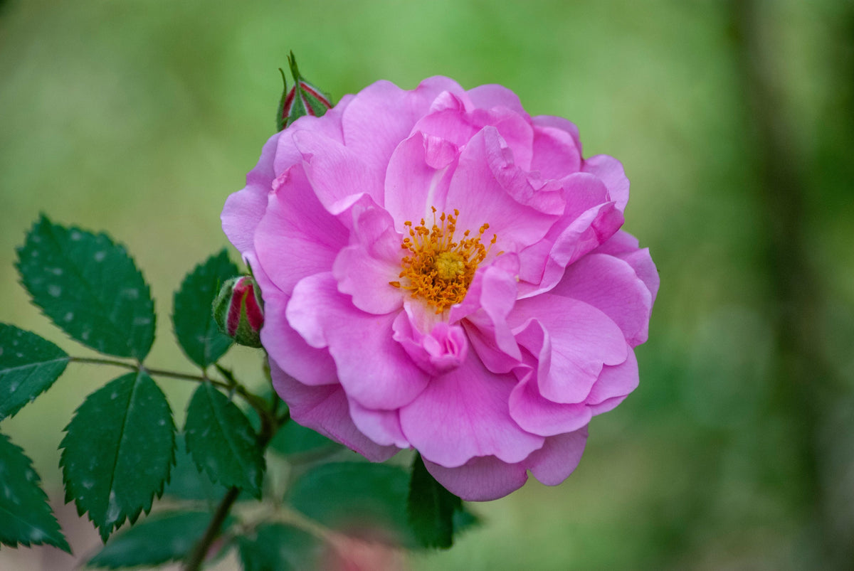 Šimtalapė rožė (Rosa centifolia): kuo ypatingi jos žiedlapiai ir kokia jų nauda?