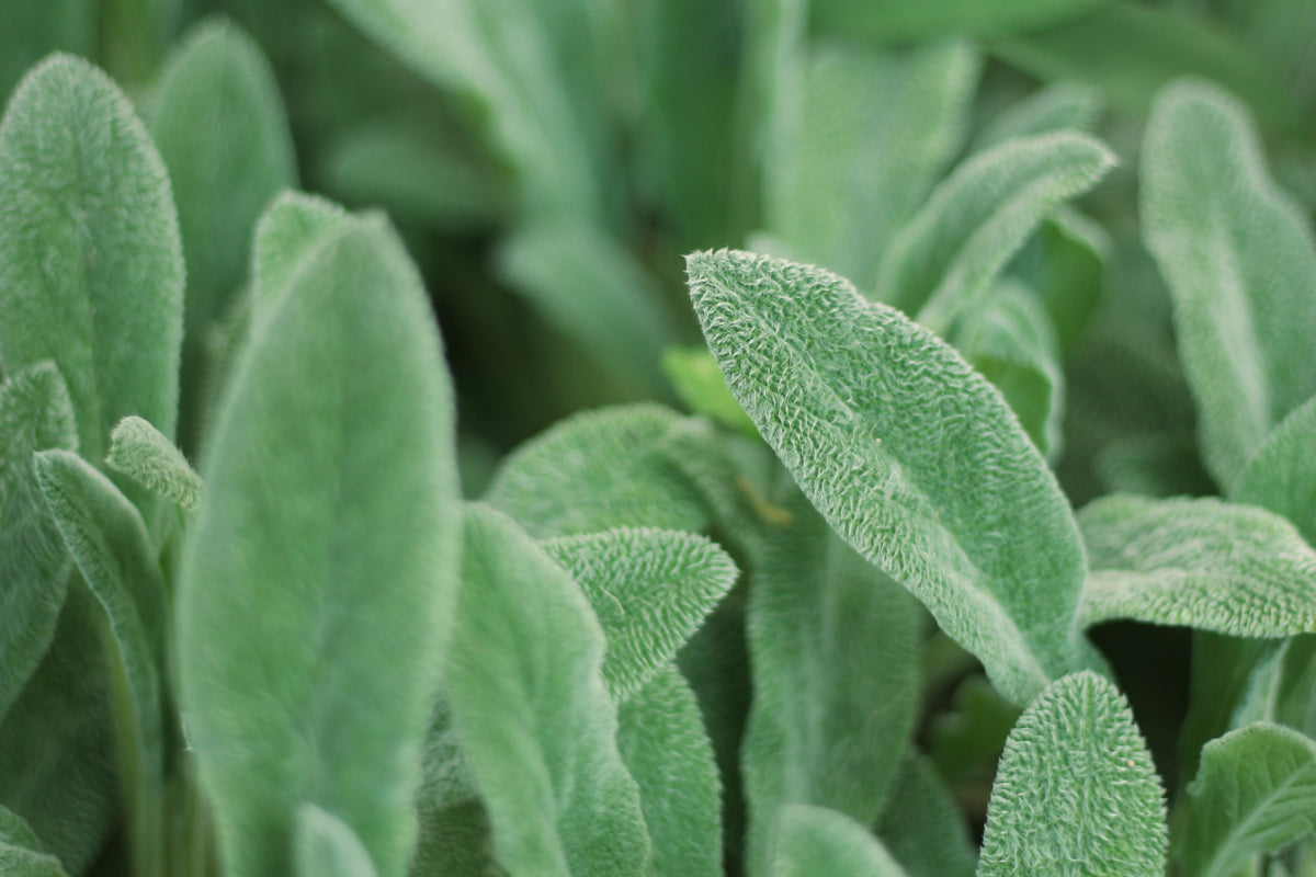 Šalavijas (Salvia officinalis): kuo ypatingas šis augalas ir kodėl jis vertinamas nuo seno?