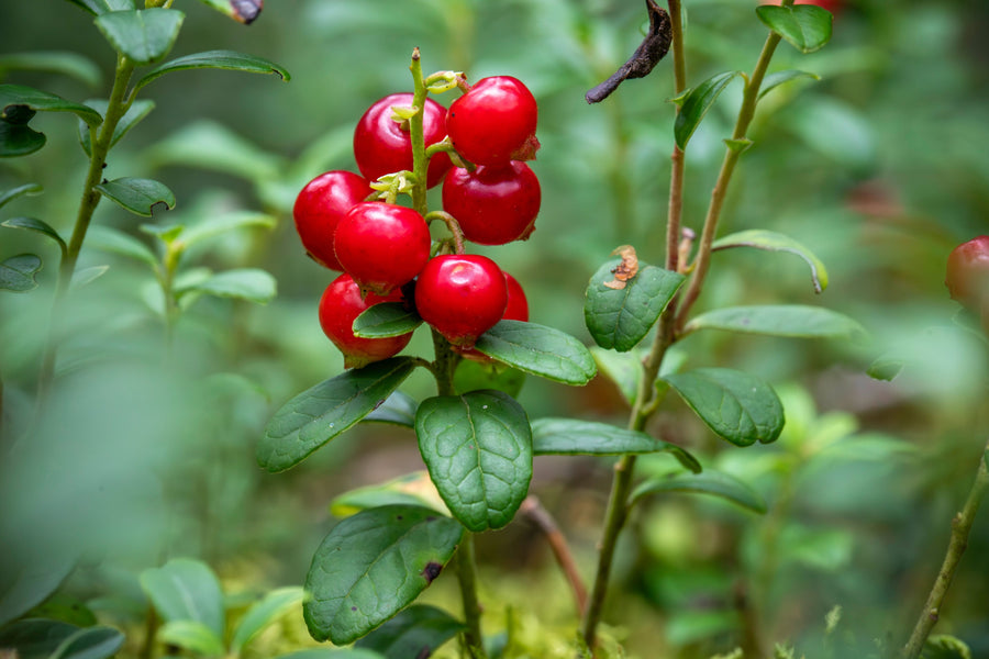Spanguolės (Vaccinium): kuo naudingos šios mažos raudonos uogos?