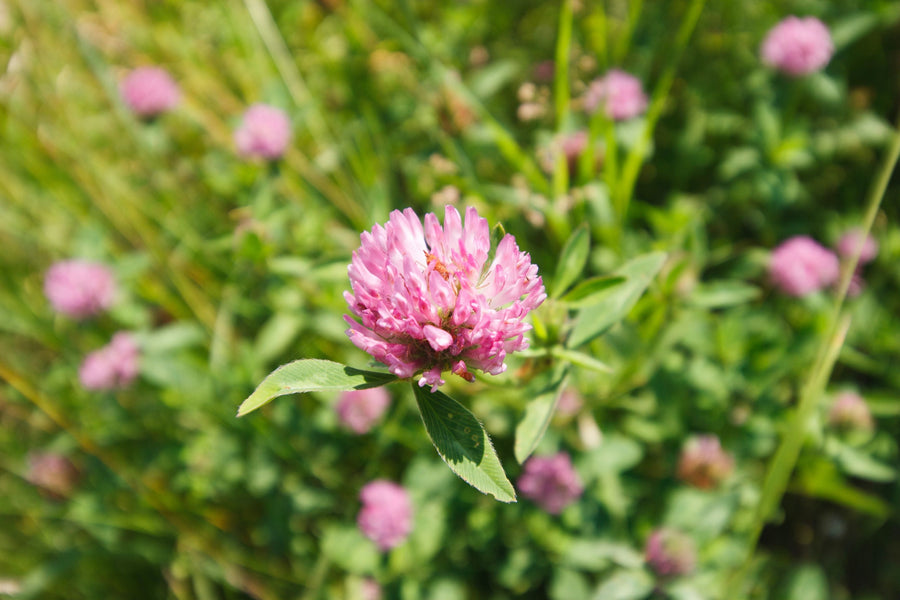 Raudonieji dobilai (Trifolium pratense): kodėl šis pievų augalas ypač domina moteris?