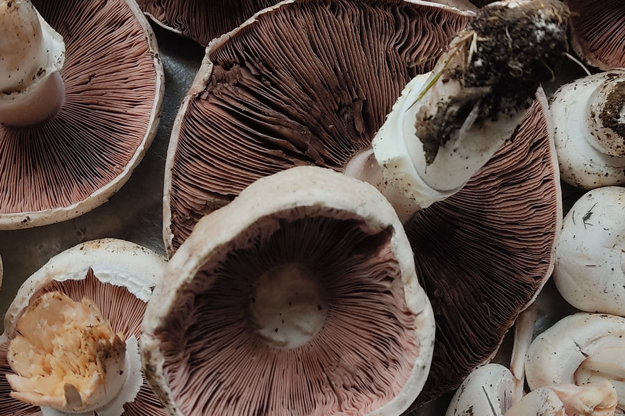 Migdolinis pievagrybis (Agaricus blazei): kuo ypatingas šis grybas?