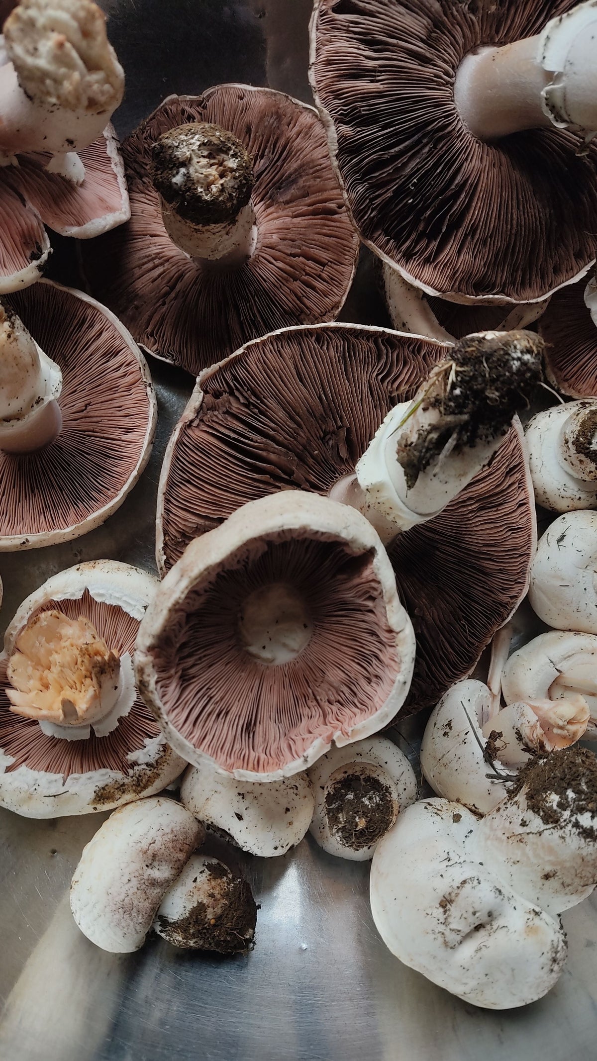 Migdolinis pievagrybis (Agaricus blazei): kuo ypatingas šis grybas?