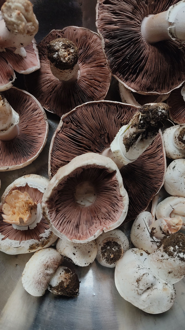 Migdolinis pievagrybis (Agaricus blazei): kuo ypatingas šis grybas?