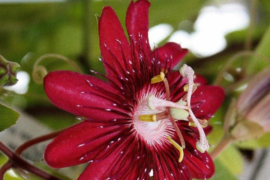 Raudonžiedė pasiflora: kai vakare sunku išjungti dieną.