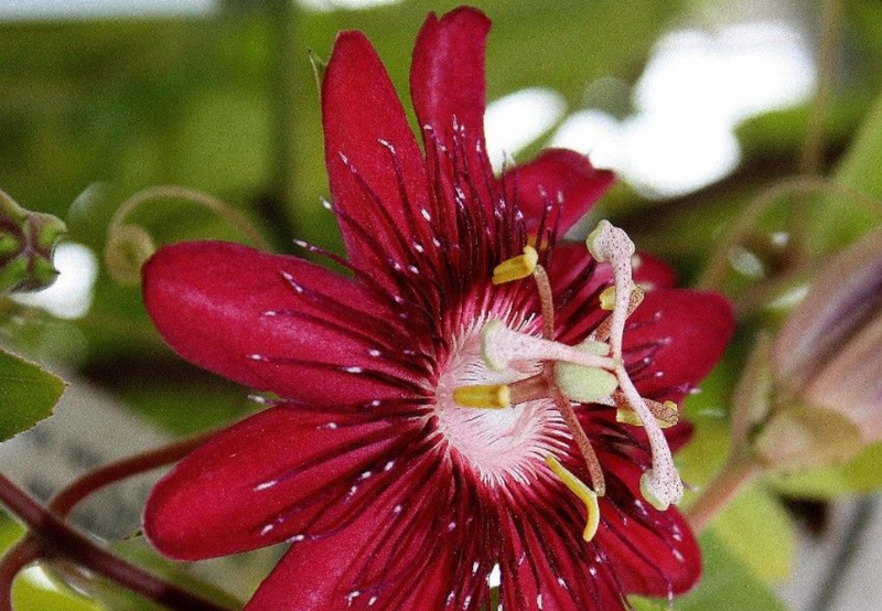 Raudonžiedė pasiflora: kai vakare sunku išjungti dieną.