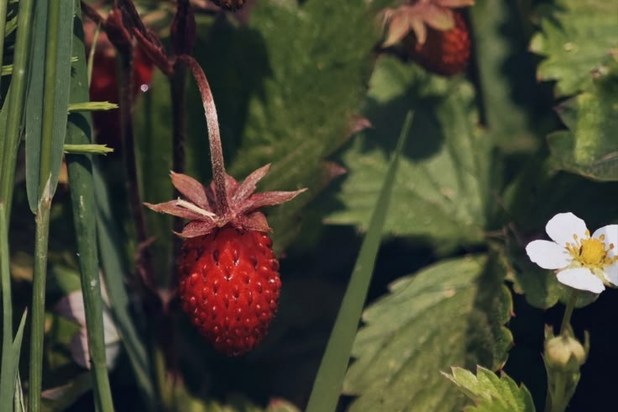 Mes valgome žemuoges. O kodėl pamiršome jų lapus?