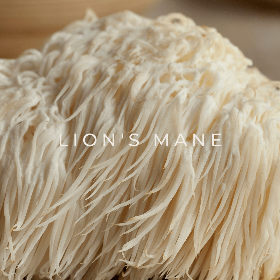 LION‘S MANE.