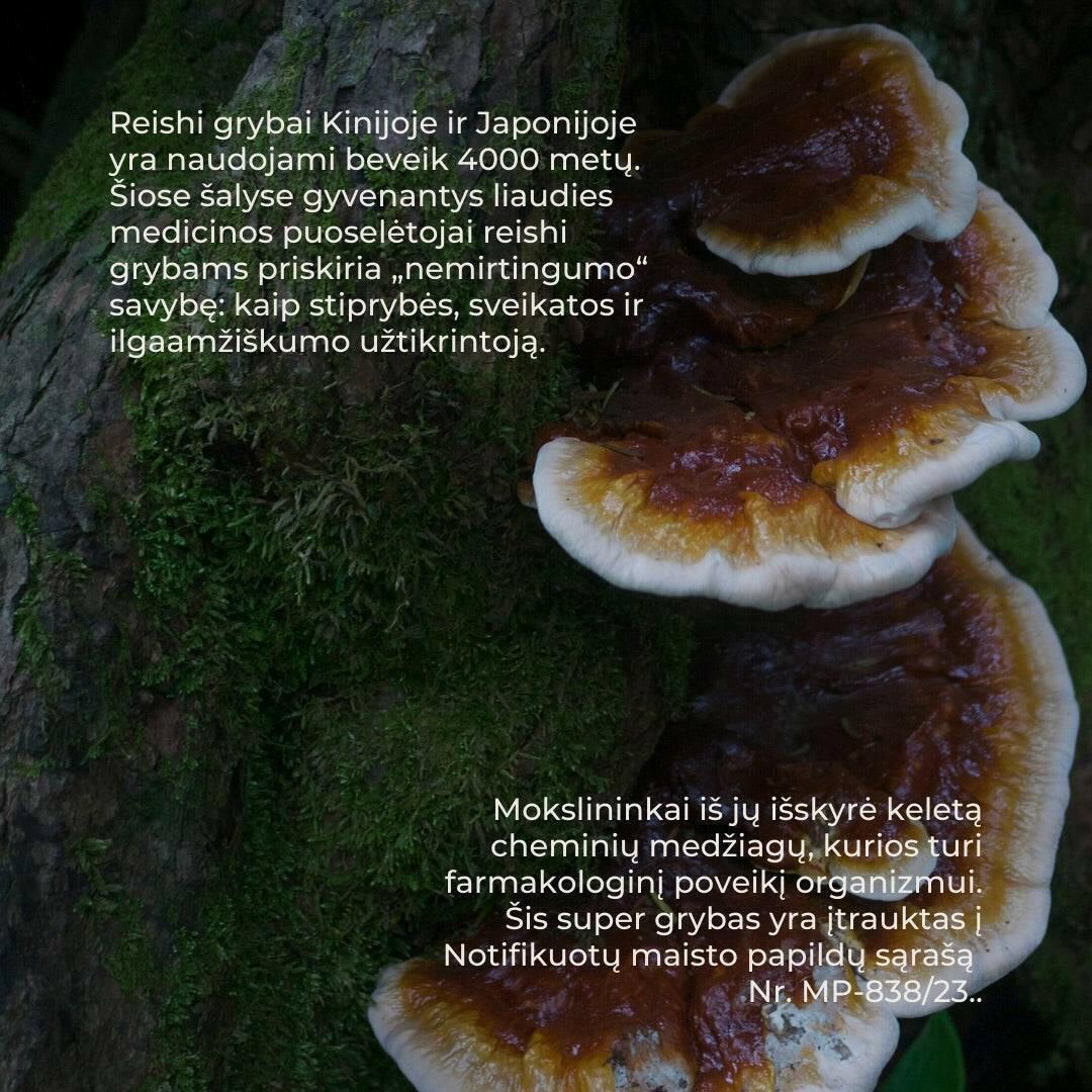 -20% REISHI.
