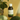 PARALEX VINEGAR.
